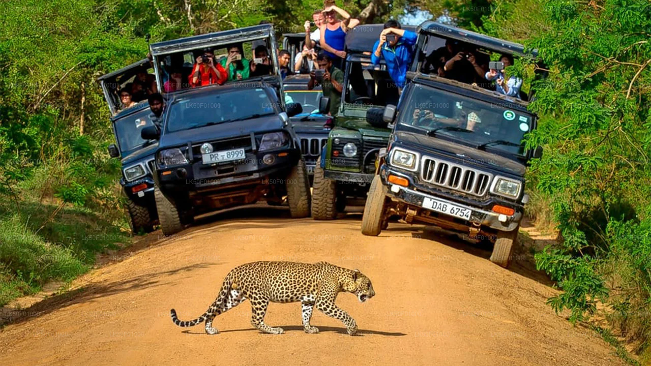 Yala Safari