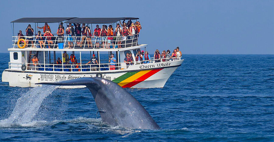 Whale watching - mirissa